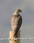 Female Merlin